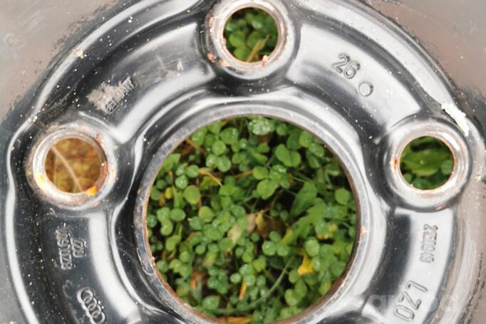 Audi, volkswagen, stal tłoczona